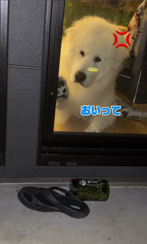 「なんで触れないんだよ～っ」