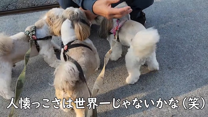 運転手さんに挨拶するしおまめはなちゃん