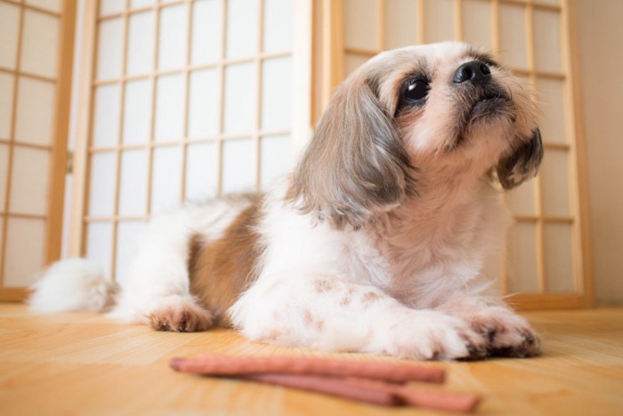 食欲のない犬