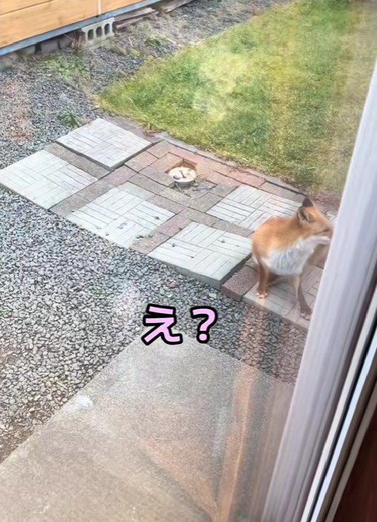 野生のキツネが庭に来た!!