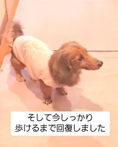すっかり歩けるように♪