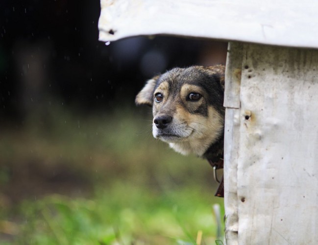 陰に隠れている犬