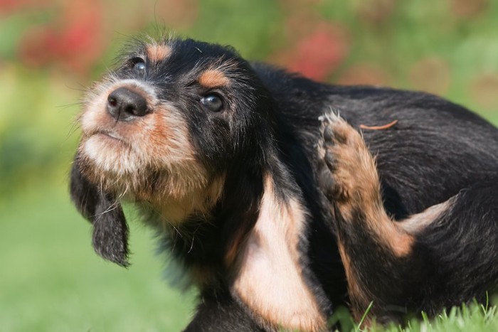 後ろ足で耳元を掻く犬