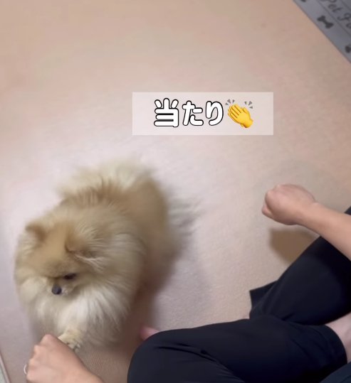 飼い主さんの左手をタッチする小型犬