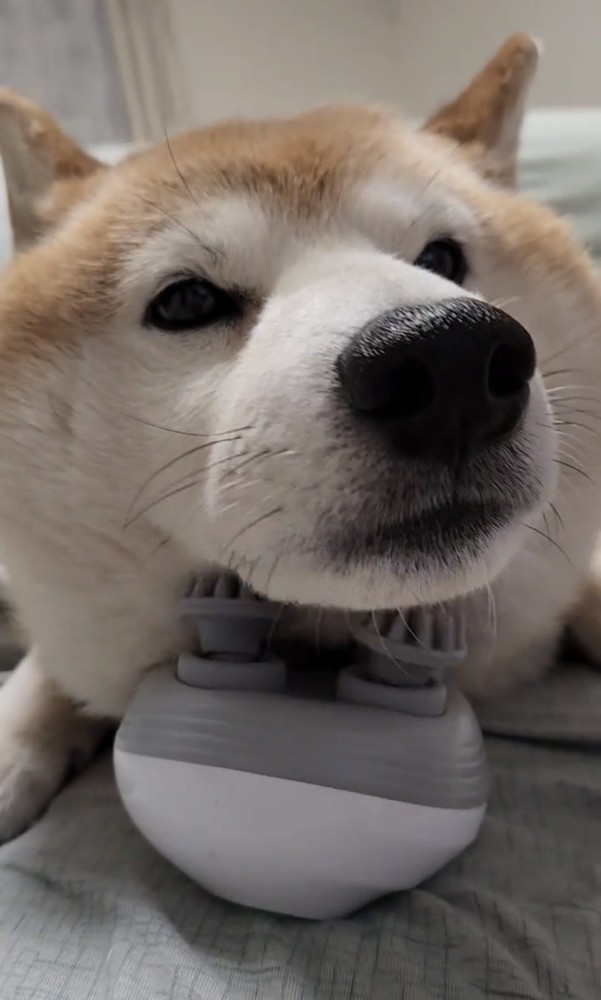 あごを傾ける犬