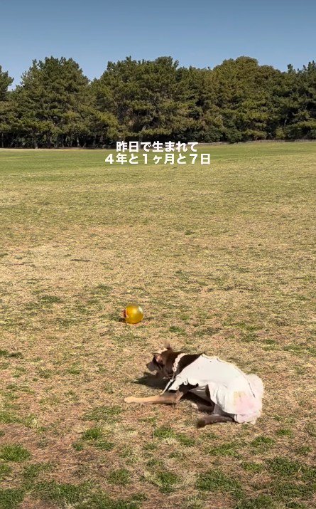 4年がたった現在は…？
