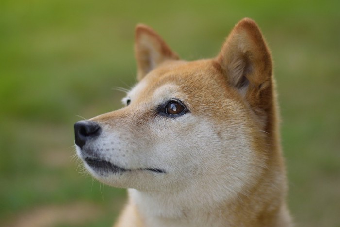 耳を立てる柴犬