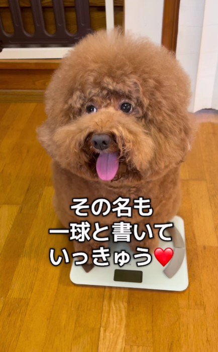 12.6kgのデカプーになった