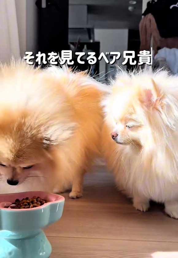 2匹の様子を見るベア君