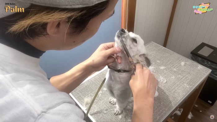 犬の口まわりにハサミを当てる男性