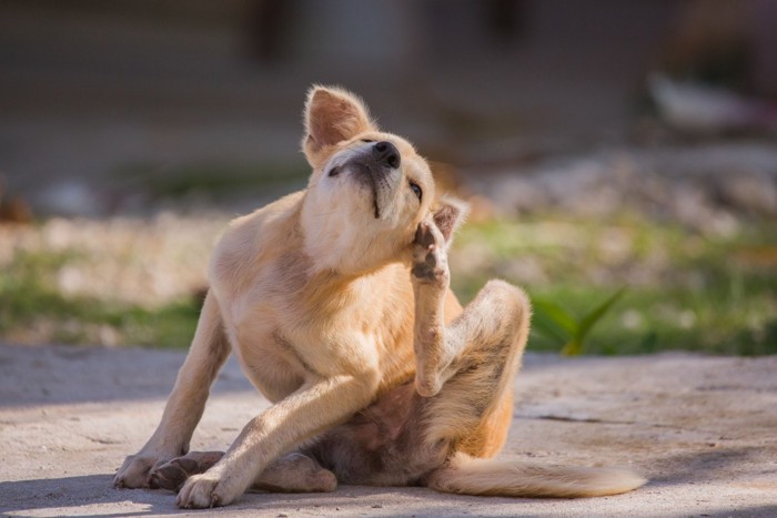 後ろ足で頭を掻く犬