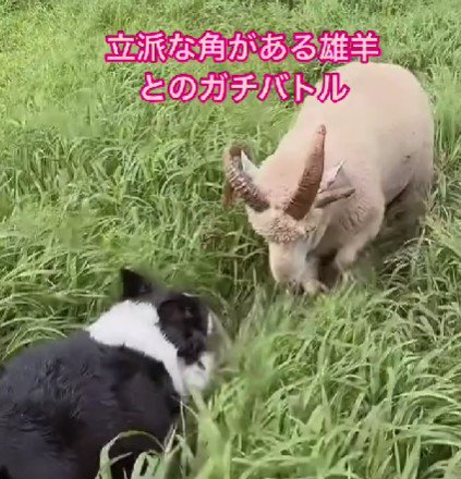 ジリジリと追い詰めます