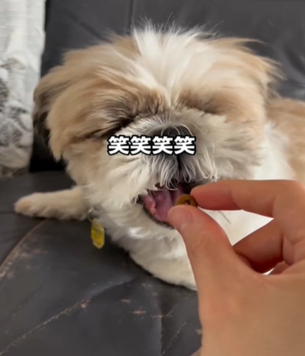 口を開ける犬
