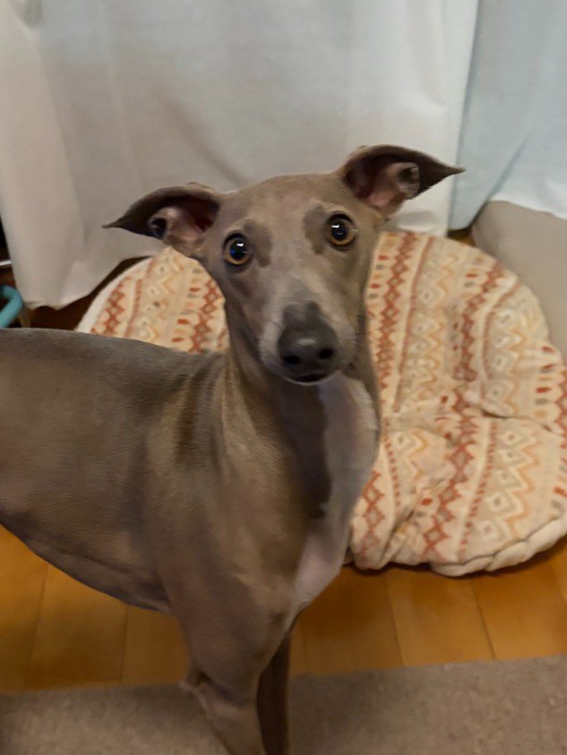 飼い主さんがむせた時の心配そうな姿