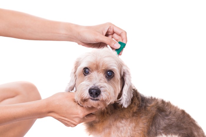 フロントラインを滴下されながら前を見つめる犬