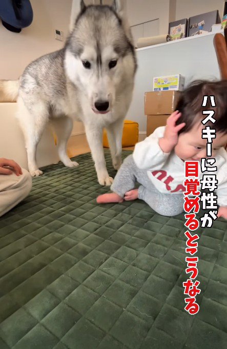 赤ちゃんのことが大好き