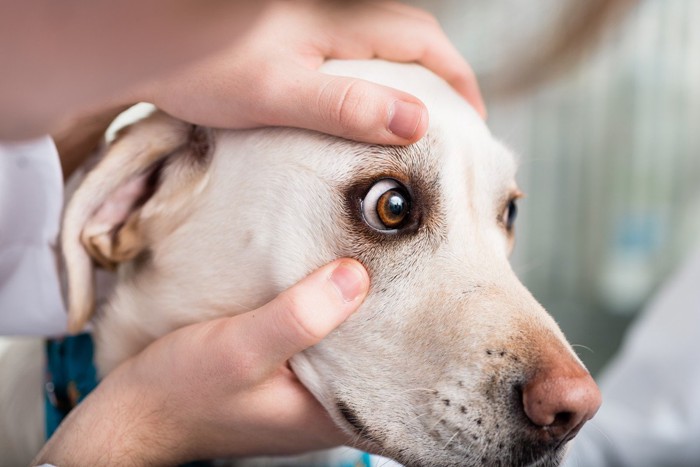 目をチェックされている犬