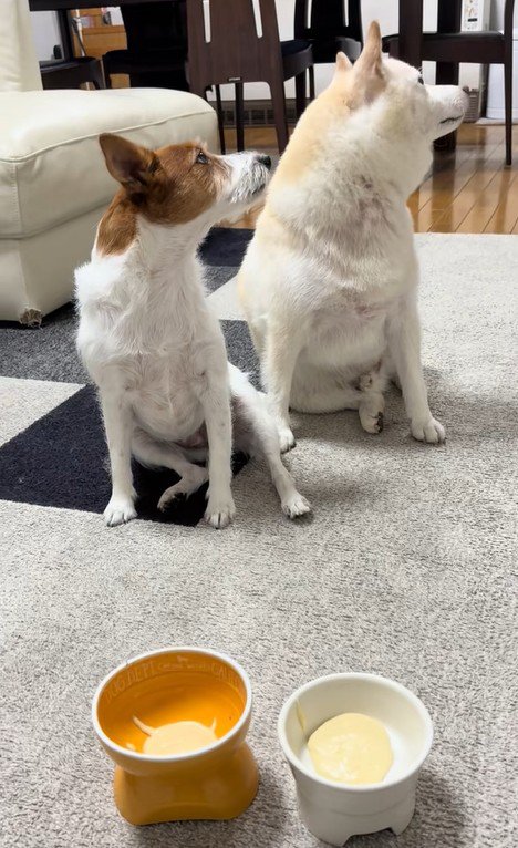 「ヨシ」と言った時の銀くんとエマちゃん5