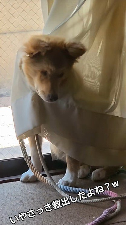 今回も被害者面(笑)