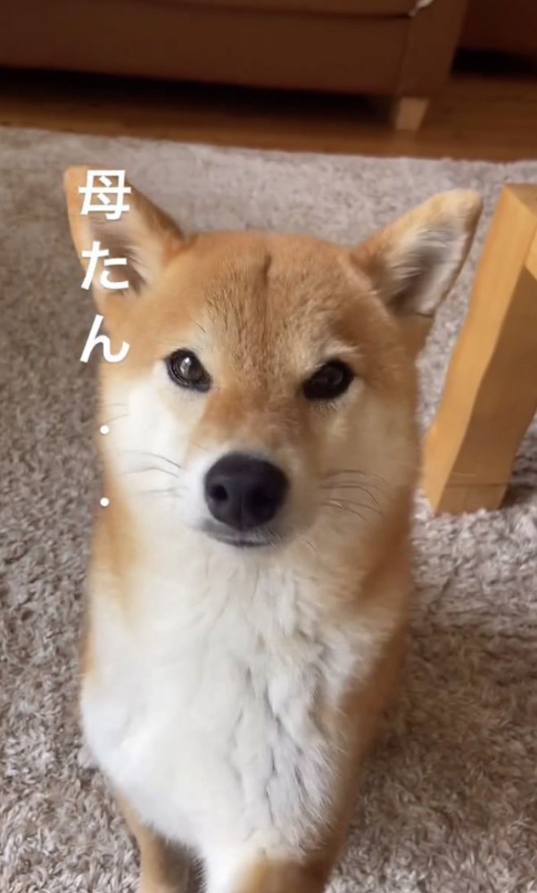 ごめんね