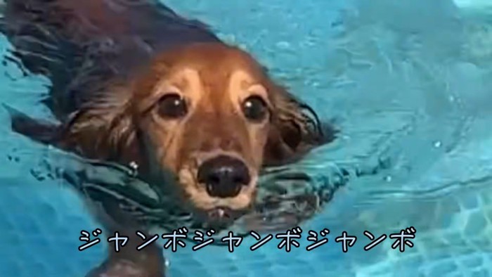 ジャンボちゃんも楽しそうにスイスイ~♪