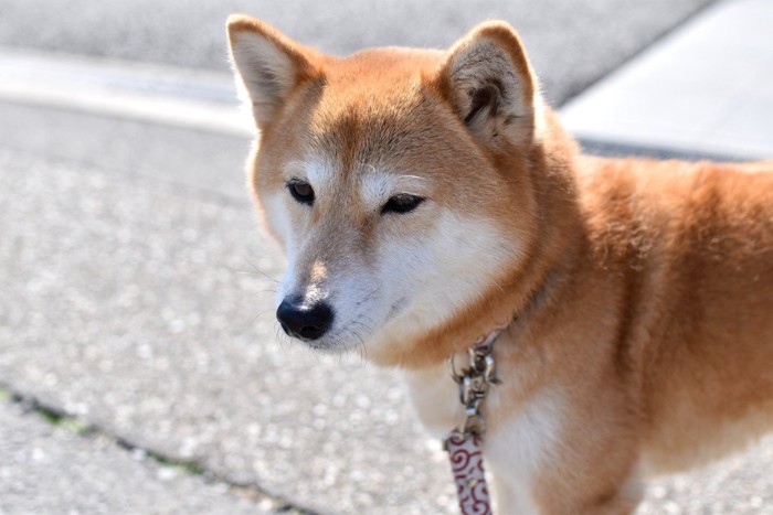 見つめる柴犬、お散歩中