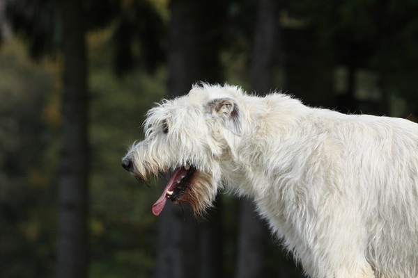 咳き込む犬