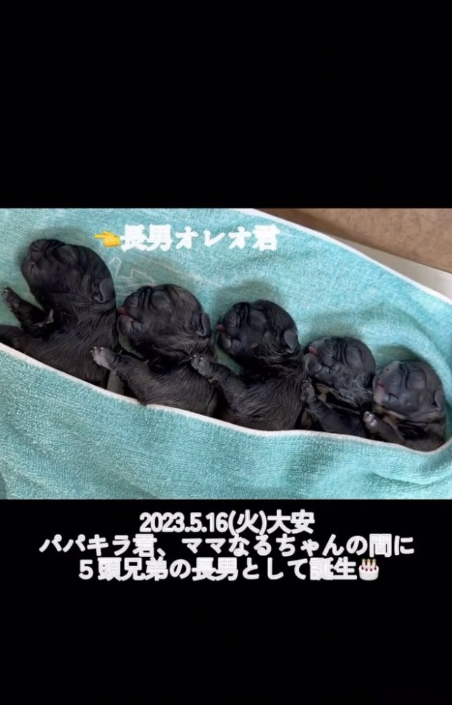 産まれたて