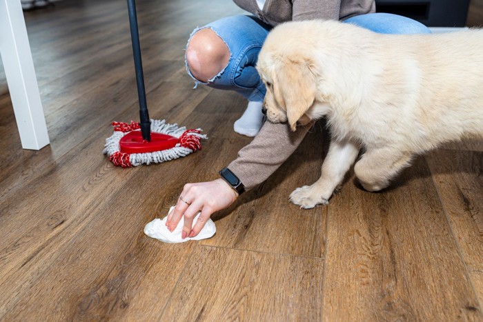 床を拭く様子を見つめる子犬