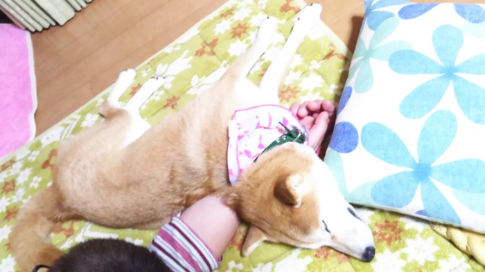 腕枕で眠る柴犬