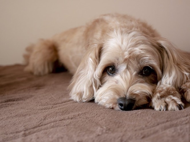 ブランケットの上に伏せて拗ねている犬