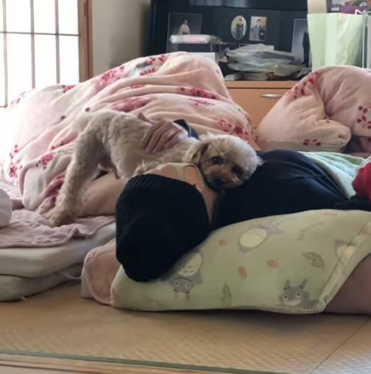 横になっている女性に寄りかかる茶色い犬