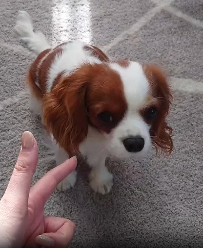 見上げる犬