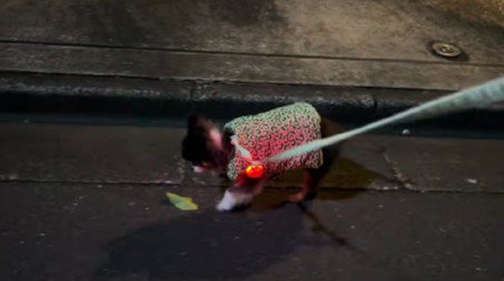 17歳のハイシニア犬