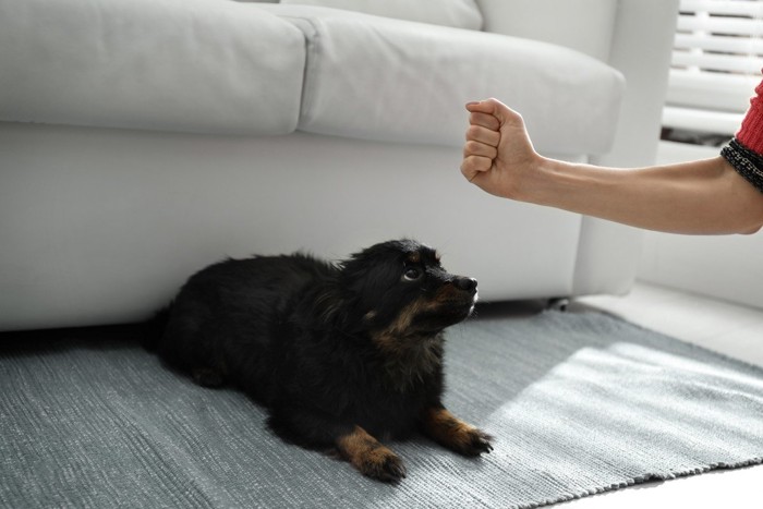 伏せた犬と人の拳