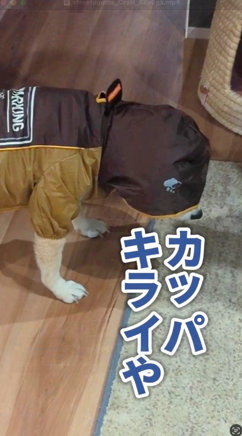 カッパを着せられて俯く柴犬