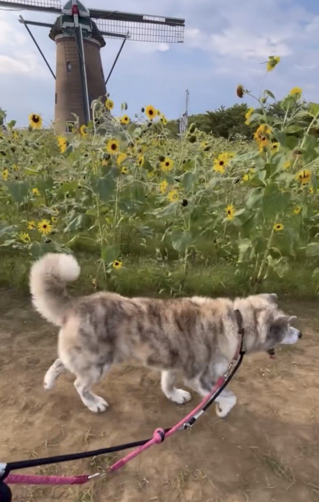 ひまわり畑を歩く犬