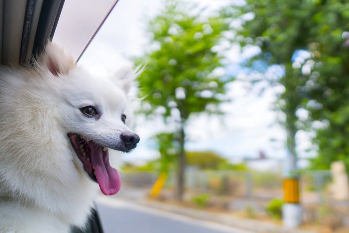 車に乗る犬