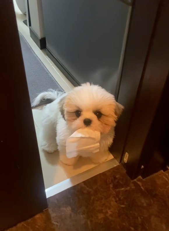 気遣いのできるよもぎくん