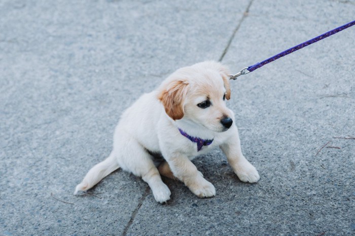 散歩を嫌がる子犬