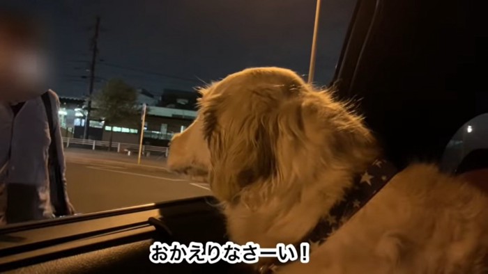 男性を見る大型犬