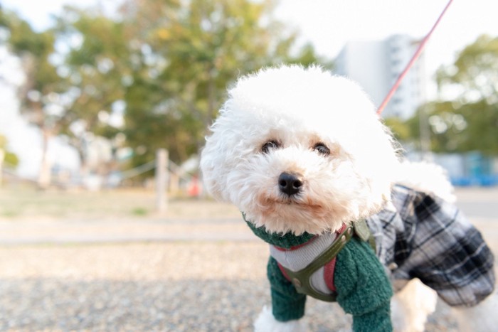 晴れた日に公園を散歩する犬