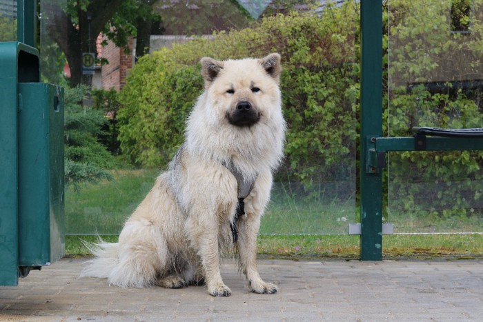 座っているユーラシアの犬