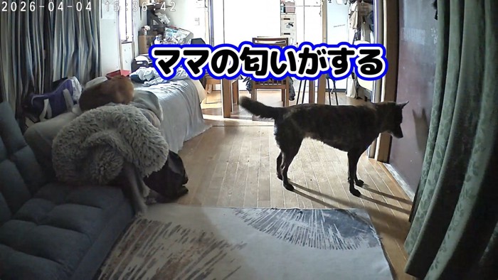 ママさんの気配を察知