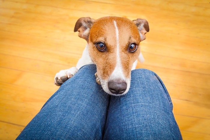 膝により掛かる犬