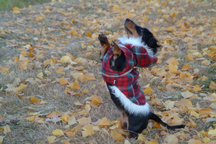 抱っこのポーズをする犬