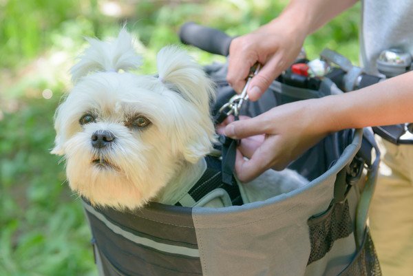 カゴに犬