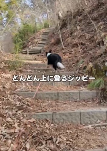 階段を上る犬