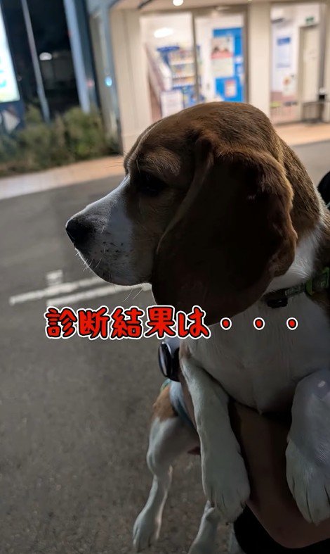 足をかばうこま君8