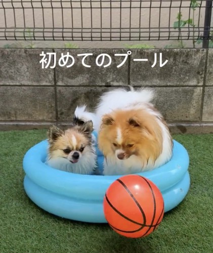 小さなプールに入る2匹の犬